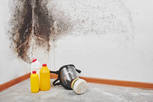 Best Commercial Mold Removal  in Verona, VA