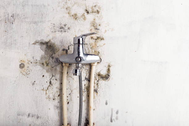 Best Mold Damage Repair  in Verona, VA