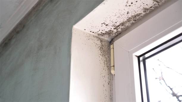 Best Local Mold Removal Service  in Verona, VA