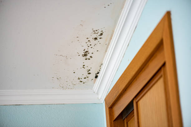 Best Emergency Mold Removal  in Verona, VA