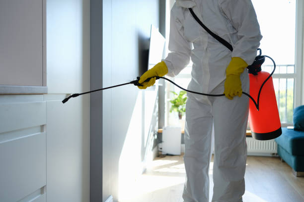 Best Affordable Mold Removal  in Verona, VA