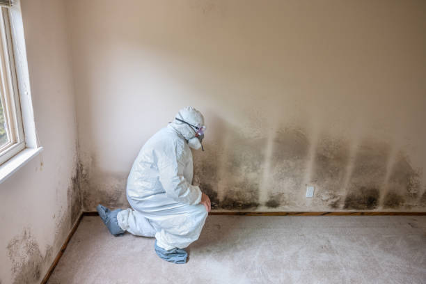 Best Crawl Space Mold Removal  in Verona, VA