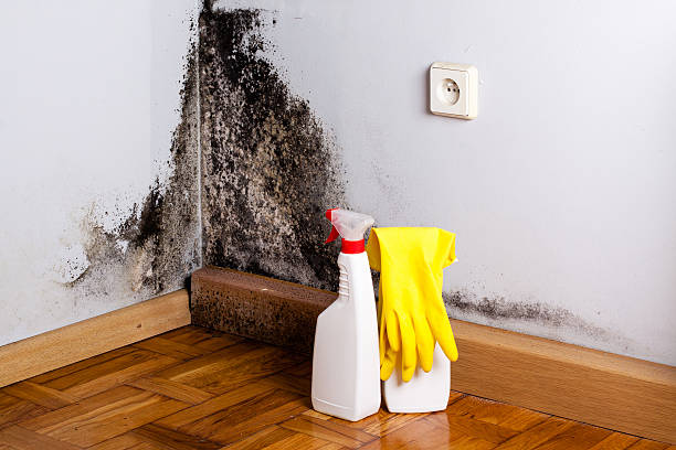 Best Certified Mold Removal  in Verona, VA