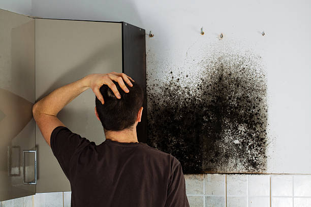Best Toxic Mold Removal  in Verona, VA